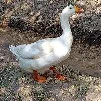 قوغاز