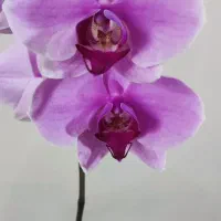 گل زیبای ارکیده مینی با گلدان
