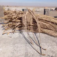 برگ نخل|خدمات باغبانی و درختکاری|رفسنجان, |دیوار