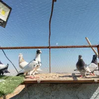 ابلغ پیاده هفت رنگ و سینه وهشت تا جوجه در مشهد