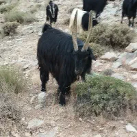 تکه ای چاق تخم دار