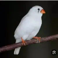 یه دونه فنچ ماده سفید