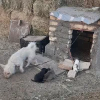 سگ پا کوتاه با سه تا توله