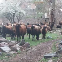 گوسفند فروشی دهکده سرسبز شبانه روزی