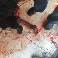 با سلام کله گوساله ۴۵۰ کیلویی