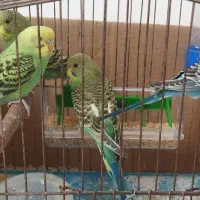 مرغ عشق بالغ