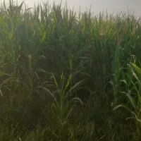 ذرت علوفه ای ۲هکتار