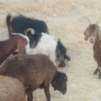 فروش دو عدد بز با یه بیگ نر