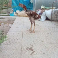 خروس لاری