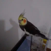 عروس  با قفس جوجه