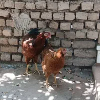 خروس و مرغ