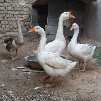 قو قاز اصل
