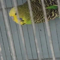مرغ عشق انگلیسی نر و ماده