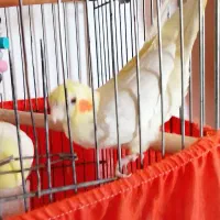 فروش عروس‌هلندی
