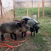 3 تا بره نر رومانوف
