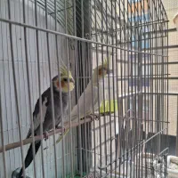 جفت عروس هلندی معاوضه