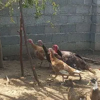 بوقلمون ماده