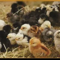 جوجه گلپایگانی