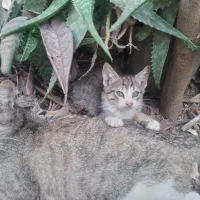 واگذاری بچه گربه غذا خور