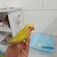 طوطی برزیلی گمشده