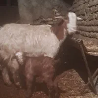 بز ،چپش زاییده و ابستن