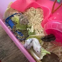 همستر بند انگشتی کمپل