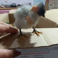 جوجه نیمه بالغ و جوجه دوهفته ای