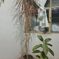 گلدون درسنا