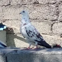 کبوتر