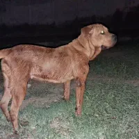 بول ماستیف ماده