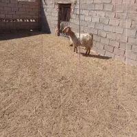 میش سالم