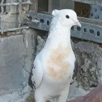 ۴ عدد کبوتر کبکی گرفتنی