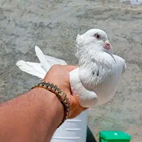 سفید چشم گل قدیمی