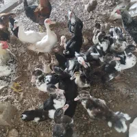 فروش اردک اسرائیلی