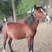 اسب|اسب و تجهیزات اسب‌سواری|شادگان, |دیوار