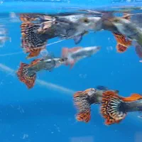 ماهی گیاه خار و اکواریوم