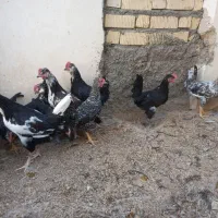 بچه خروس گلین