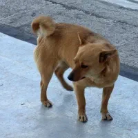 واگذاری پاکوتاه سرابی