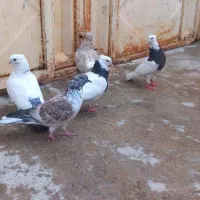 ۵ عدد کبوتر