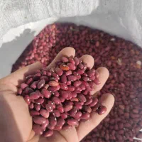 لوبیا قرمز درجه یک و لوبیا چیتی درجه یک