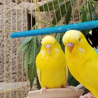 مرغ عشق انگلیسی گرید A