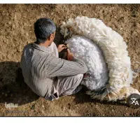 پشم چینی گوسفند