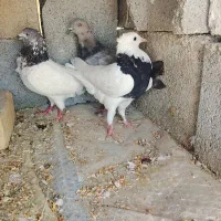 فروش فوری پنج عدد کبوتر