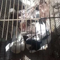 کفتر|پرنده|زبرخان, |دیوار
