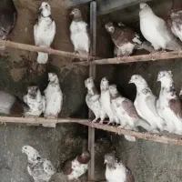 تعداد100عددکفترپرشی به شرط پرش بالای5ساعت