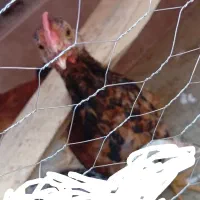 فروش خروسی
