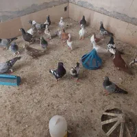 کفتر