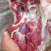 انواع گوسفند کشتاری