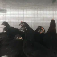نیمچه مرغ بلک اصلاح...