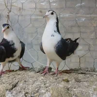 کفتر دمگیر دولا دوبحر